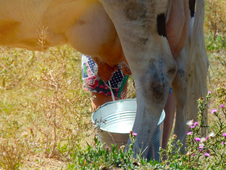 rural woman milking a cow.の写真素材