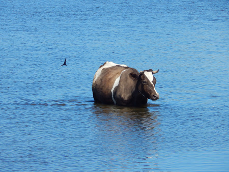 cow is bathing in the river.の写真素材