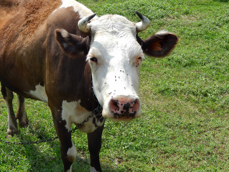 cow grazes on a green lawn.の写真素材