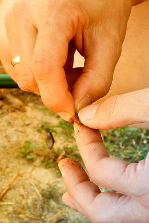 fingers of a worm hooked on a hook, horizontal photo.の写真素材