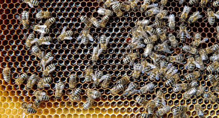 bee on honeycombs with nectar of copper slices into cells in the hive