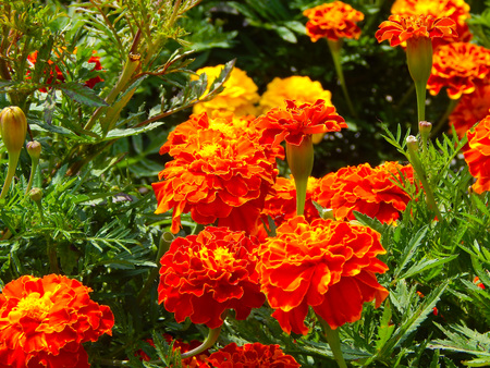 Yellow and orange marigold flowers in the garden in the fallの写真素材