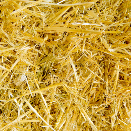 Dry yellow straw grass background texture after havestの写真素材