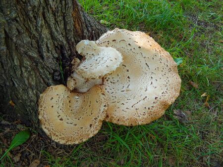 Cane mushrooms growing on a tree, mushrooms growingの写真素材