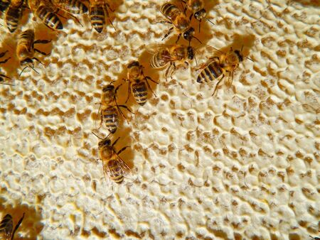 bee on honeycomb with honeyの写真素材