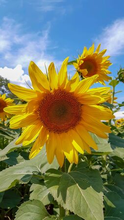 big sunflower in the field and skyの写真素材