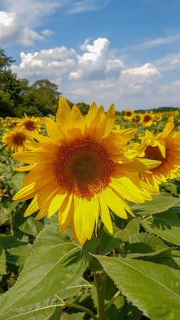 big sunflower in the field and skyの写真素材