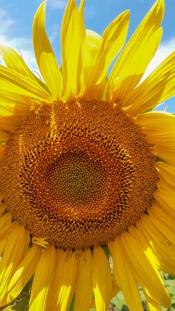 big sunflower in the field and skyの写真素材