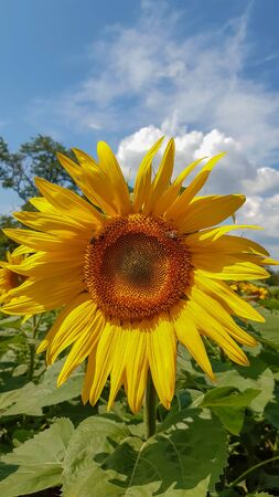 big sunflower in the field and skyの写真素材