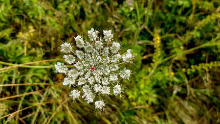 Cow parsley flower Anthriscus sylvestris with a Bumblebee pollenatingの写真素材