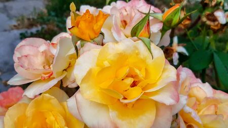 Graham Thomas Rose blooming in summer.の写真素材