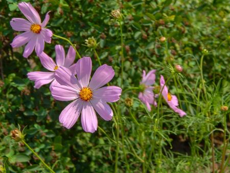meadow covered in cosmos, a wildflower that covers the south african landscape in summer.の写真素材