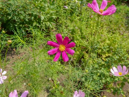 meadow covered in cosmos, a wildflower that covers the south african landscape in summer.の写真素材
