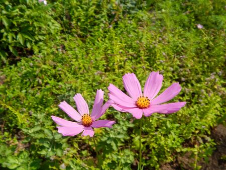 meadow covered in cosmos, a wildflower that covers the south african landscape in summer.の写真素材