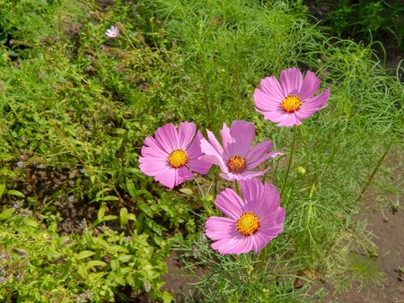 meadow covered in cosmos, a wildflower that covers the south african landscape in summer.の写真素材