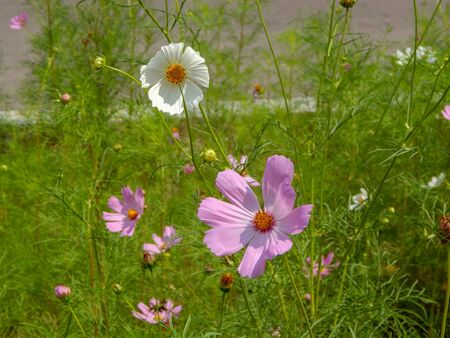 meadow covered in cosmos, a wildflower that covers the south african landscape in summer.の写真素材