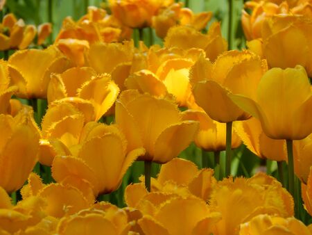 Dutch Sprenger's Tulip intulips blooming in sunny summer.の写真素材