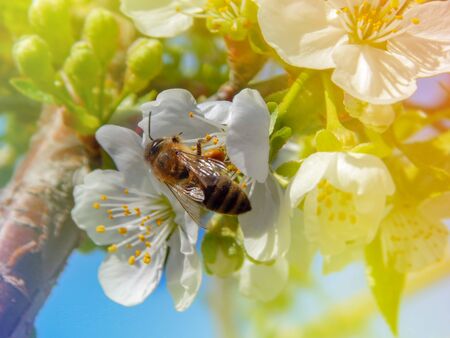 blooming white cherry, softly blurred background, closeupの写真素材