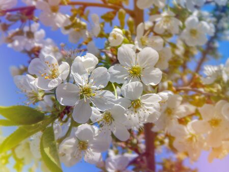 blooming white cherry, softly blurred background, closeupの写真素材
