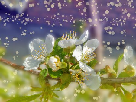 blooming white cherry, softly blurred background, closeupの写真素材