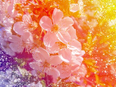 bloomblooming white cherry, softly blurred background, closeuping white cherry, softly blurred background, closeup.の写真素材