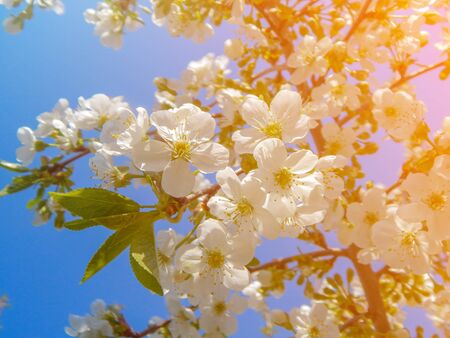 bloomblooming white cherry, softly blurred background, closeuping white cherry, softly blurred background, closeup.の写真素材