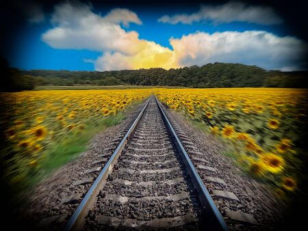 railway line stretching into the distance with sunflowers along itの写真素材