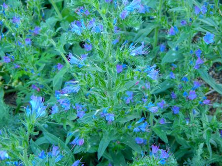 Flowers of the Great Blue Lobelia Lobelia siphilitica horizontal photoの写真素材