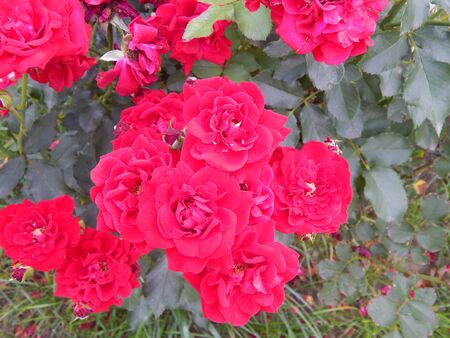 velvety red fully exploded tea roses blooming in late springの写真素材