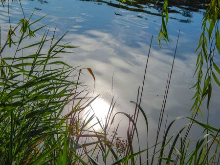 sunbathing in the water on a summer day on the river.の写真素材