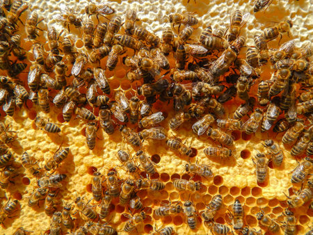 bee on honeycombs with honey slices nectar into cells