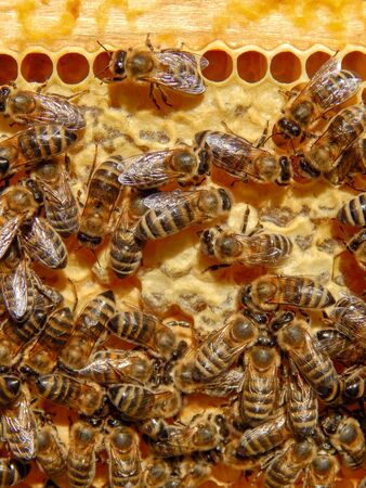 bee on honeycombs with honey slices nectar into cells.の写真素材