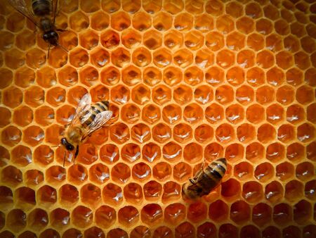 bee on honeycombs with honey slices nectar into cellsの写真素材