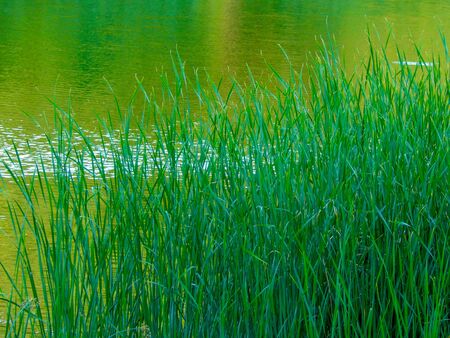 reeds by the river, in hot summer, horizontal photoの写真素材