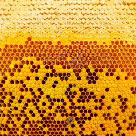 Bee frame with honey, sealed bees, sealed honey.