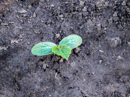 Small cucumber leaves growing in the soil in the garden. The concept of gardening and growing foodの写真素材
