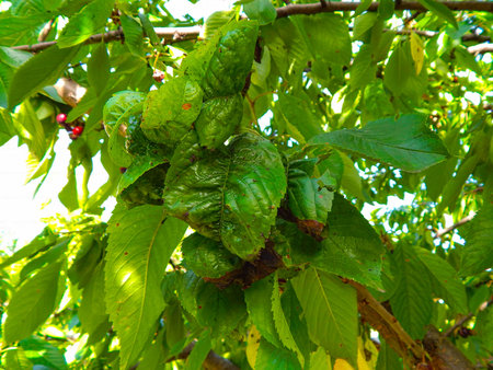 Close-up green leaf of sweet cherry with damage by ulcers of diseases and fungi of brown spotting of...