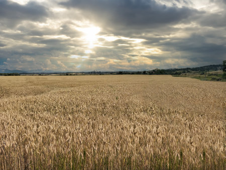 wheat field, beautiful clouds in the sky.の写真素材