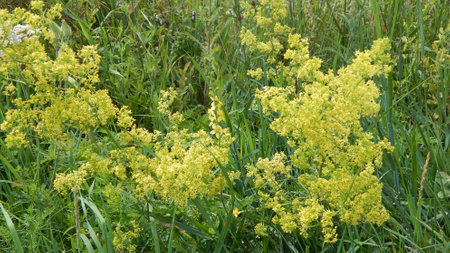 Hogweed, known as Heracleum mantegazzianum, is a biennial plant native to Europe and Asia. In North America, it is invasive and can cause skin irritation on contact.の素材