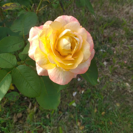 A stunning yellow rose on blurred green leaves. Full bloom, soft texture, delicate yellow petals, curled edges. Lush leaves contrast with the bright flower. Close-up view for detailed beauty.の素材