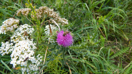 A bee is collecting pollen from a thistle flower. The bee is surrounded by green leaves and white flowers. The thistle flower is pink and has a round shape. The bee is black and yellow.の素材
