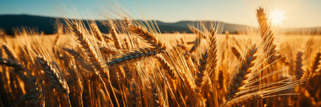 Majestic sunrise over expansive wheat field in tranquil rural countryside settingの素材