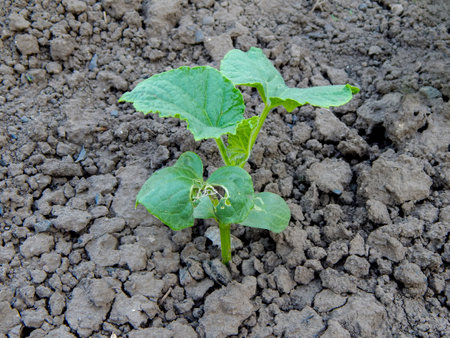 A vibrant young cucumber plant seedling with two lush green leaves sprouting from rich, loose soil in a sunlit garden. The healthy plant shows signs of thriving and growth.の写真素材
