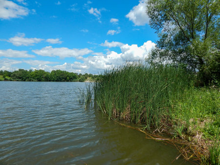 A serene lake with green reeds, blue sky, and fluffy clouds. Calm water, gently swaying reeds, deep blue sky, and soft white clouds create a peaceful, tranquil scene.の写真素材
