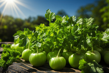 Vibrant green parsley leaves glistening in sunlight in freshly cultivated gardenの素材