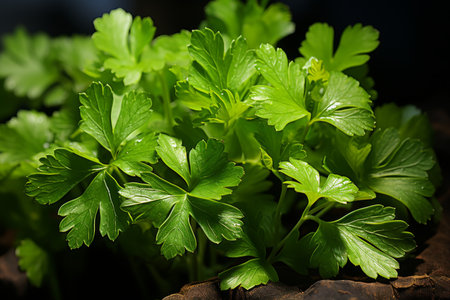 Vibrant green parsley growing in a sunlit garden, fresh and lush herbal plantation viewの素材