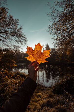 Man in a leather jacket holds orange leaf in his hand in front of the sunの写真素材