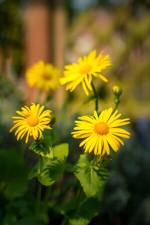 Doronicum Orientale. Close up of yellow blossomsの写真素材