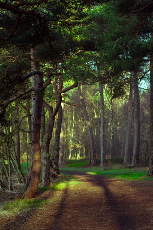Sunbeams shine through the trees in a beautiful forest