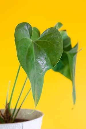 Heart shaped leaves background textureの写真素材